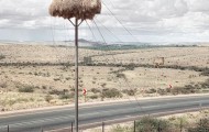 Giant tiny bird nest weaver