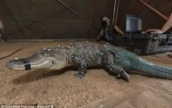 Prosthetic tail for crocodile