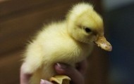 Birth of a duckling