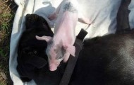 Bitch merciful: Herd of pigs exploit the kindness of a bitch