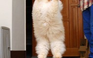Funny animals #2