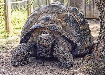 giant_tortoises_01