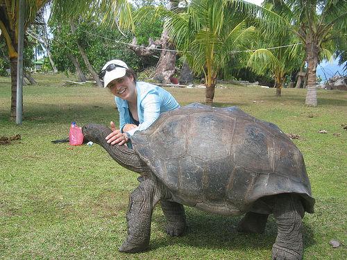 giant_tortoises_05