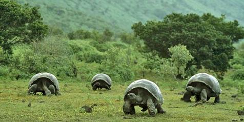 giant_tortoises_06