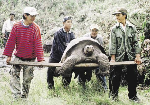 giant_tortoises_08