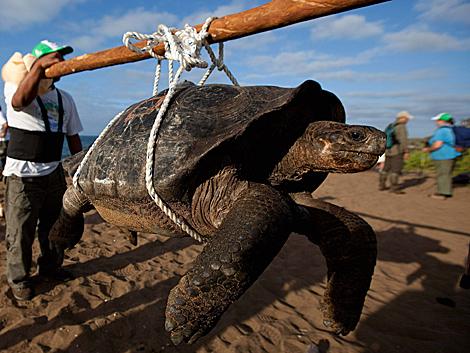 giant_tortoises_09
