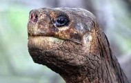 The world’s largest turtles