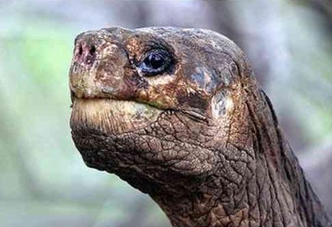 giant_tortoises_10