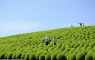 Japanese Hitachi Park