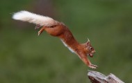 Mammal Photographer 2013