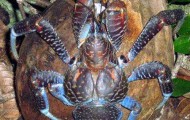 Rare and amazing animals in the world