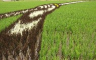 Such as rice fields in China?