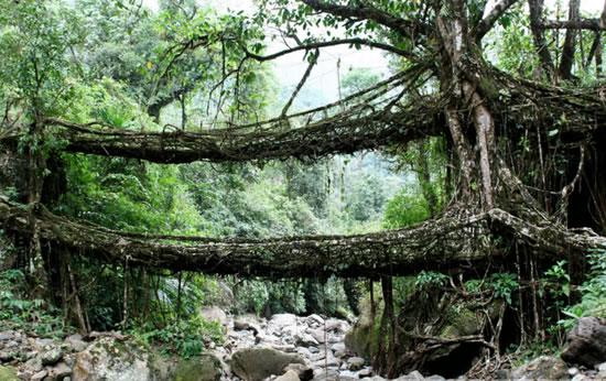 root bridges_03