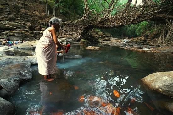 root bridges_04