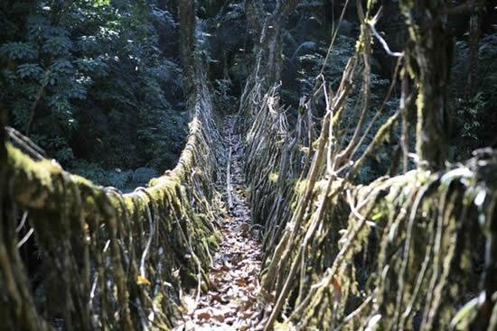 root bridges_05