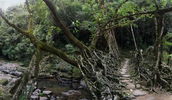 root bridges_06