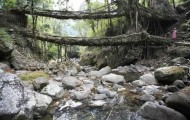 Natural Bridge roots of trees