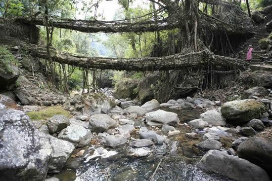root bridges_07