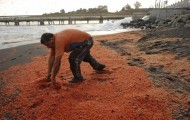 Shrimp on the coast of Chile  + Video