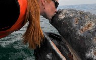 Sociable Whale