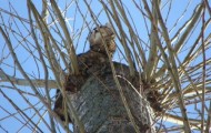 Rescue a cat stuck on a poplar