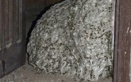 Giant honeycomb