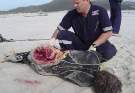 Man vs Shark_02