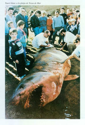 Man vs Shark_03
