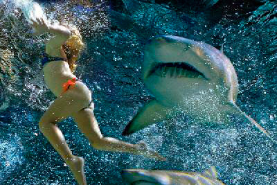 Man vs Shark_07