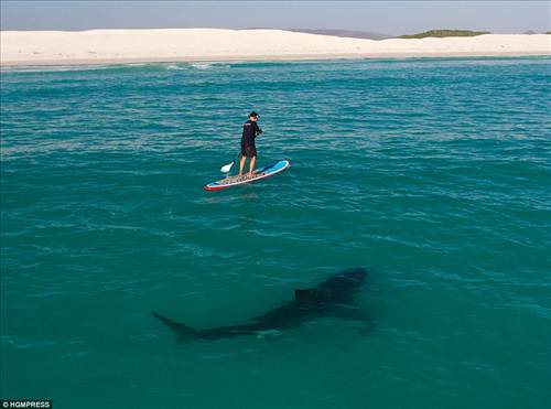 Man vs Shark_08_500x371