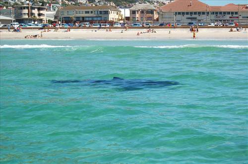 Man vs Shark_09_500x332