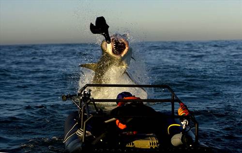 Man vs Shark_10_500x317