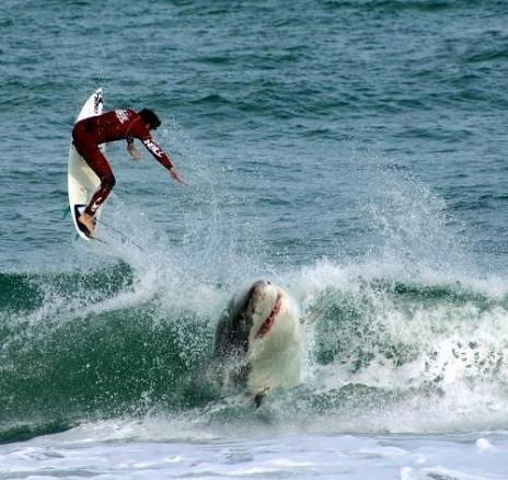 Man vs Shark_11