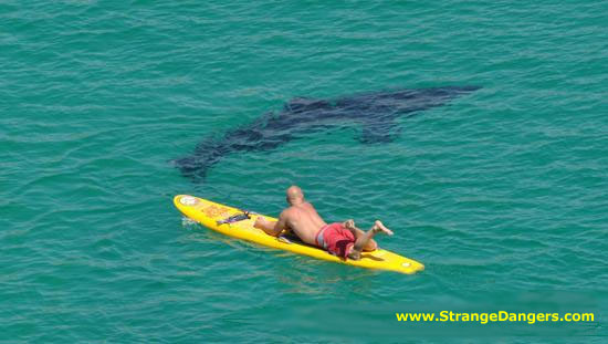 Man vs Shark_12