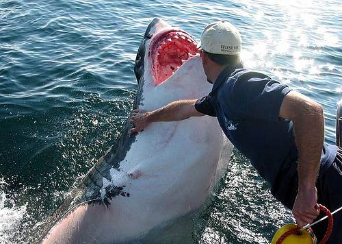 Man vs Shark_13_500x356