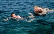 Pictures of Men vs Shark