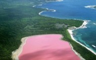 Meet the lake rose Australia