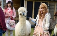Harajuku and Alpacas