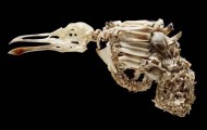 Curious firearms creation of animal bones