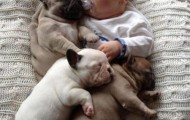 Baby and puppies