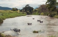 Adventures of a cat in the wild Africa