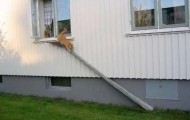 The bridge for Kitties