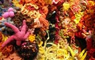 Knitted Corals