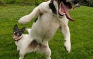 13 funny and amusing animals