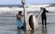 Picture shark world’s largest hammer