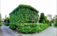 Overgrown house with ivy