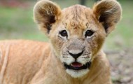 The youngest lion tamer