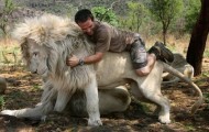 Lions attack humans