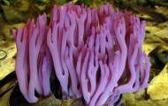 These unusual mushrooms