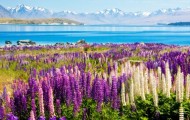 The bright colors of spring